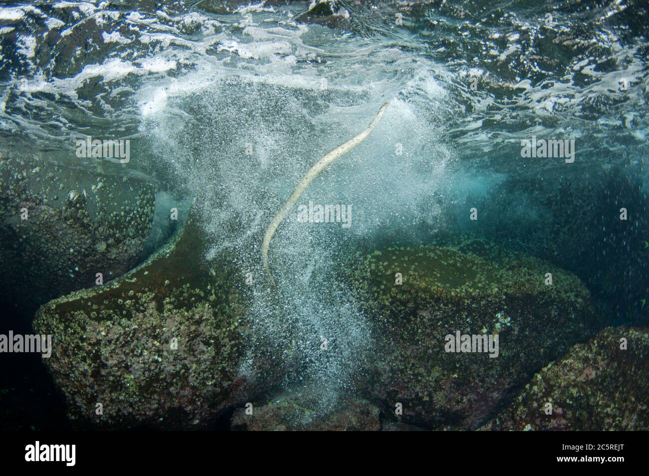 Serpente di mare cinese, Laticauda semifasciata, ascendente in surf a superficie per respirare, luogo di immersione Snake Ridge, Manuk Island, Indonesia, banda Sea Foto Stock