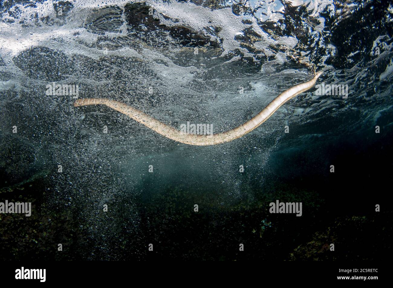 Serpente di mare cinese, Laticauda semifasciata, ascendente in surf a superficie per respirare, luogo di immersione Snake Ridge, Manuk Island, Indonesia, banda Sea Foto Stock