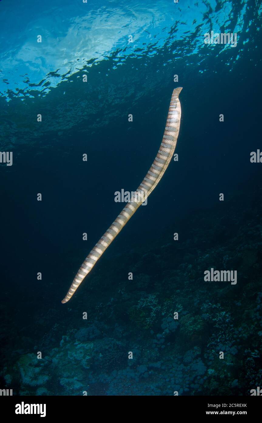 Serpente di mare cinese, Laticauda semifasciata, Snake Ridge sito di immersione, Manuk Island, Indonesia, banda Sea Foto Stock