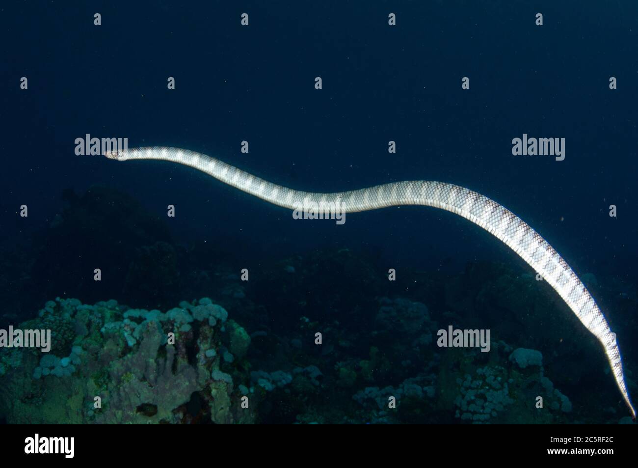 Serpente di mare cinese, Laticauda semifasciata, Snake Ridge sito di immersione, Manuk Island, Indonesia, banda Sea Foto Stock