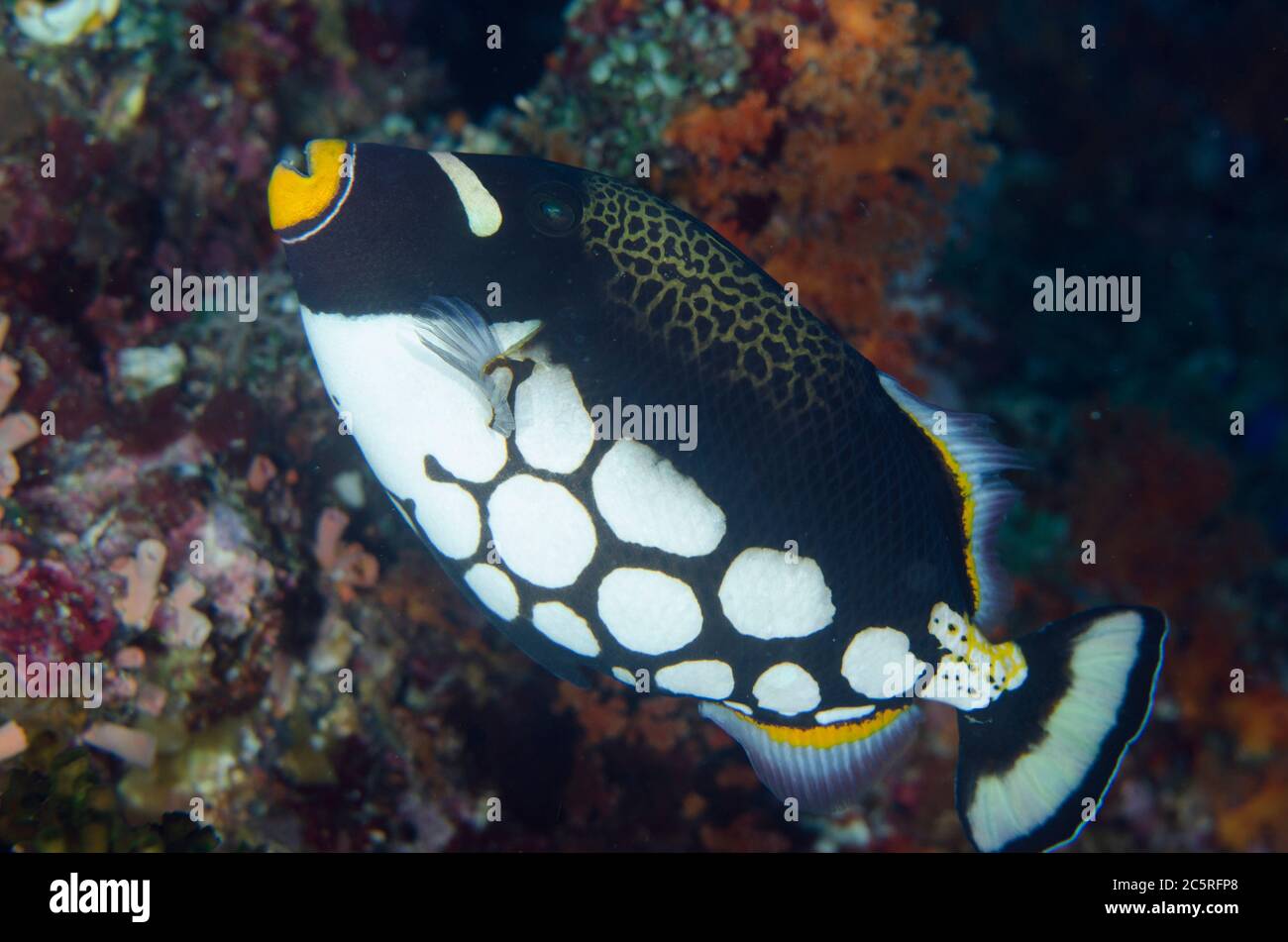 Clown Triggerfish, Balistoides cospicillum, Pohon Miring sito di immersione, banda Besar Isola, banda Isole, Indonesia, banda Mare Foto Stock