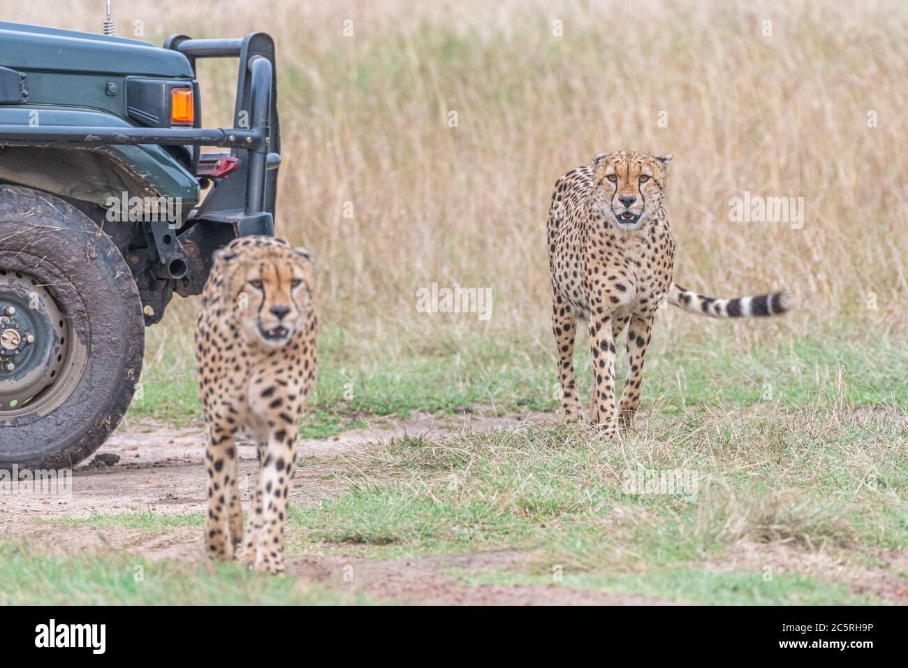 Il gruppo dei fratelli Cheetah a Masai Mara , Kenya. Foto Stock