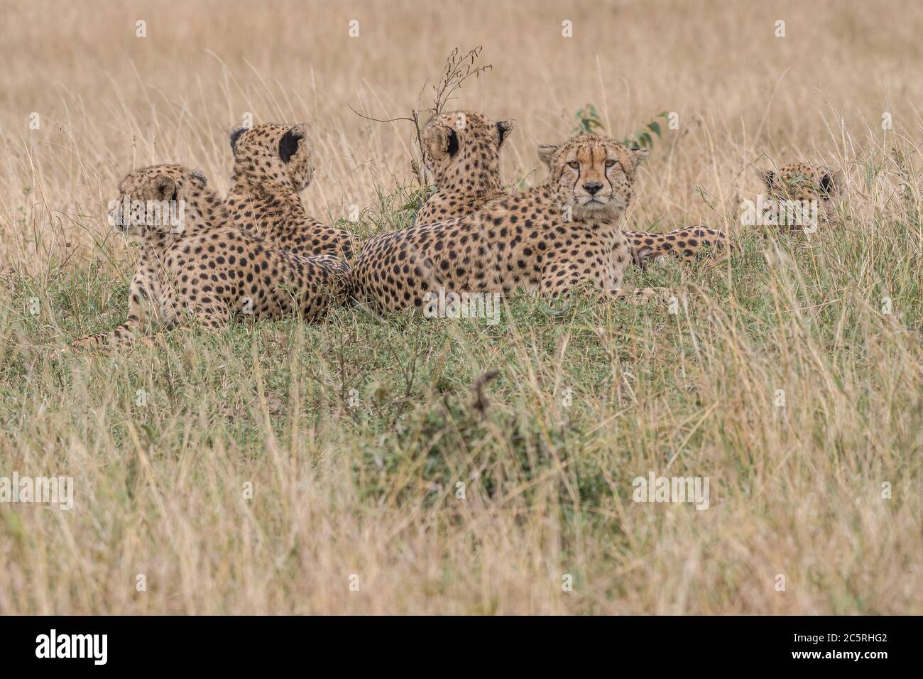 Il gruppo dei fratelli Cheetah a Masai Mara , Kenya. Foto Stock