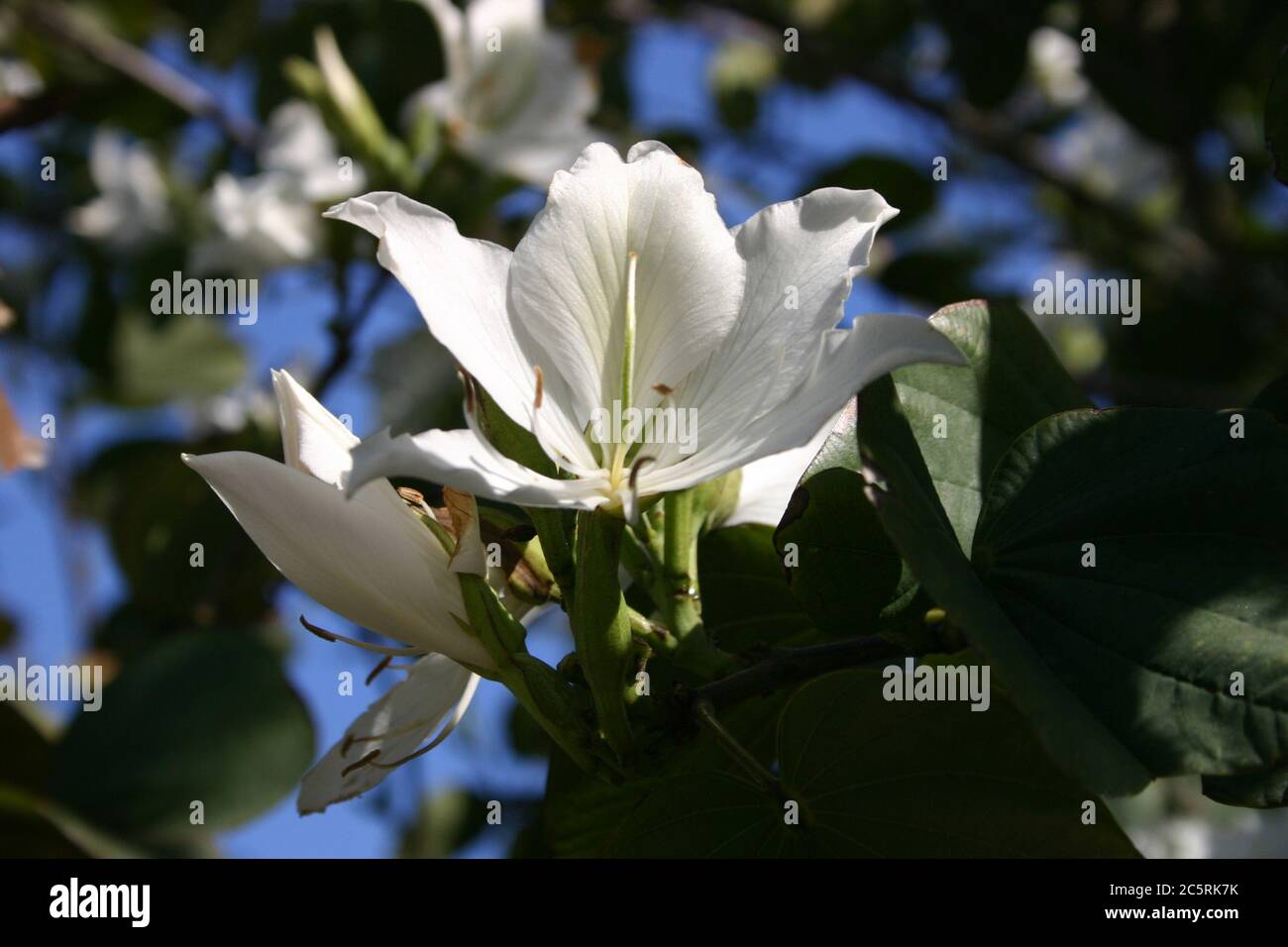 PRIMO PIANO DEI FIORI DEL BELLISSIMO ALBERO DI BAUHINIA, AUSTRALIA. Foto Stock