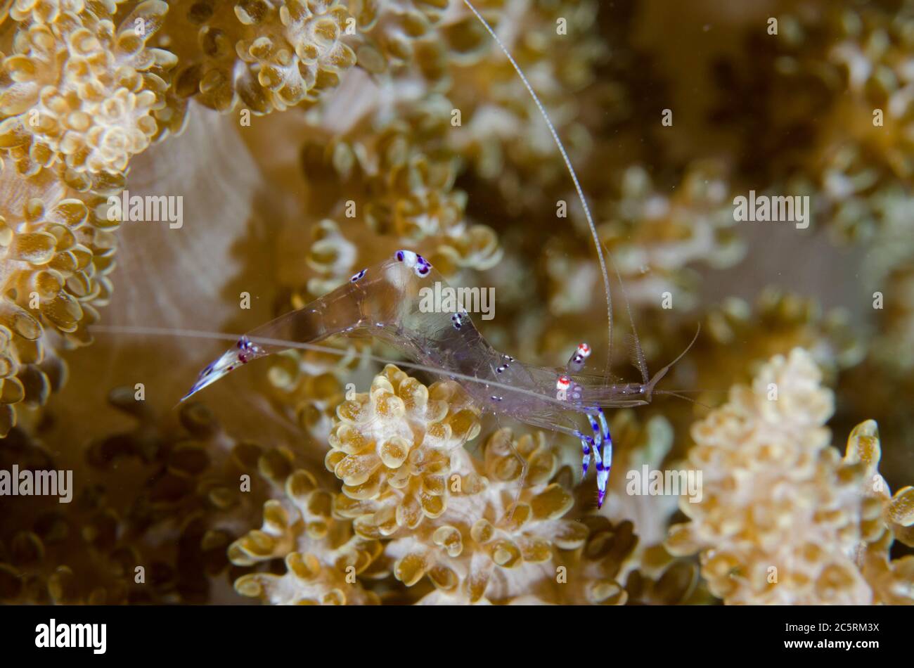 Sarasvati Anemone gamberi, Ancylomenes sarasvati, su anemone, Laha sito di immersione, Ambon, Maluku, Indonesia, banda Mare Foto Stock