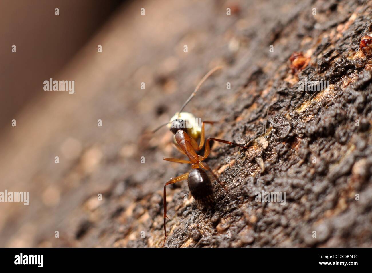 Esseri viventi in natura. Foto Stock