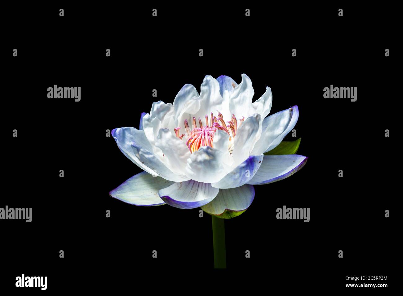 Fiore di loto bello e sfondo nero. Foto Stock