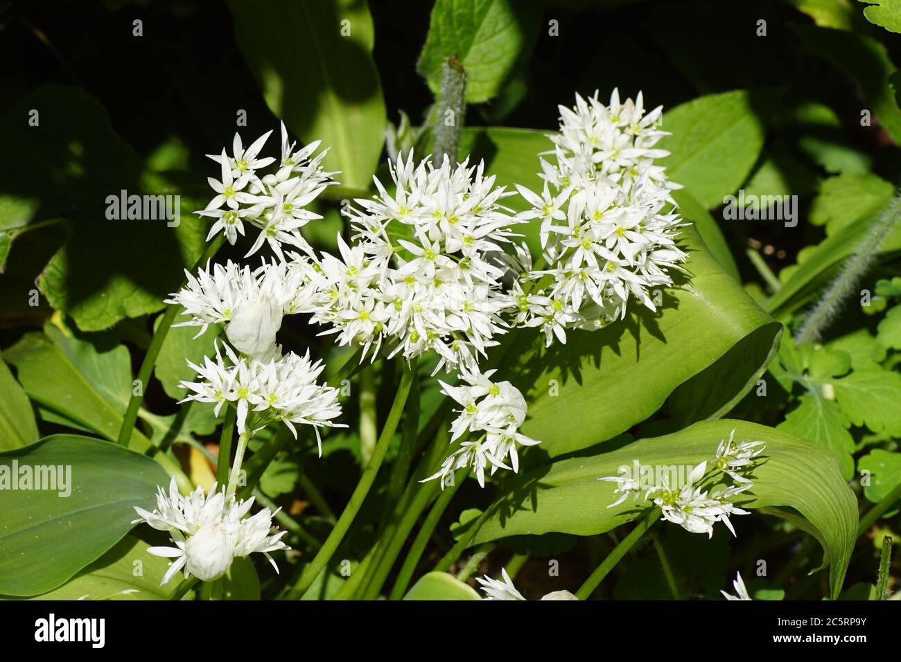 Fiori bianchi di aglio selvatico (Allium ursinum) pianta perenne bulbosa della famiglia amaryllidaceae. Spring, Bergen, Paesi Bassi, Foto Stock