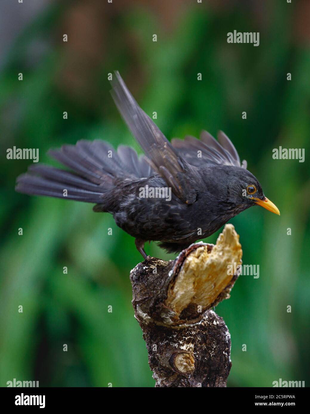 uccello nero su log Foto Stock