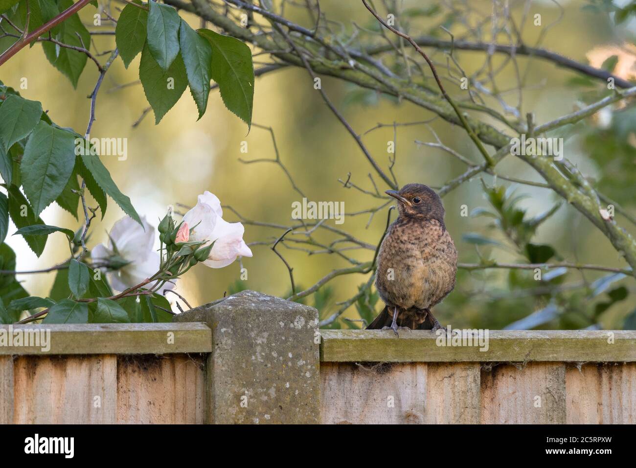 femmina uccello nero su recinzione Foto Stock