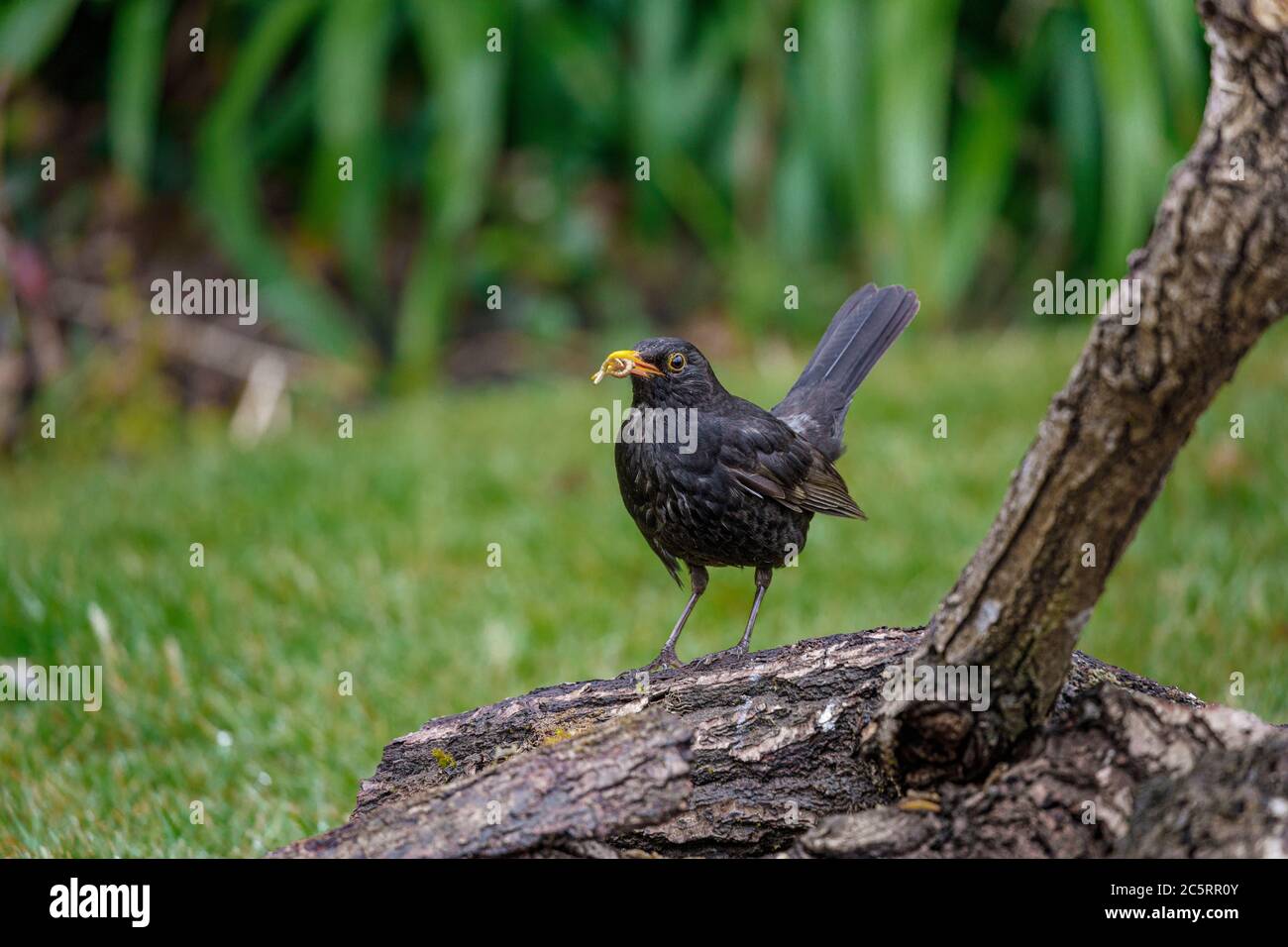 uccello nero su log con bug in becco Foto Stock