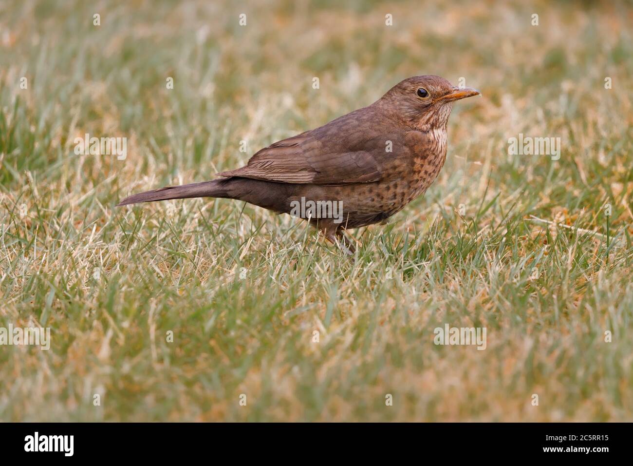 femmina uccello nero in piedi su erba Foto Stock