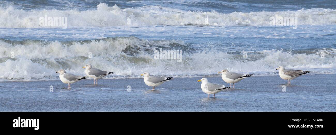 Gabbiano marino alla costa, Sylt, Isola Frisia Settentrionale, Frisia Settentrionale, Schleswig-Holstein, Germania, Europa Foto Stock