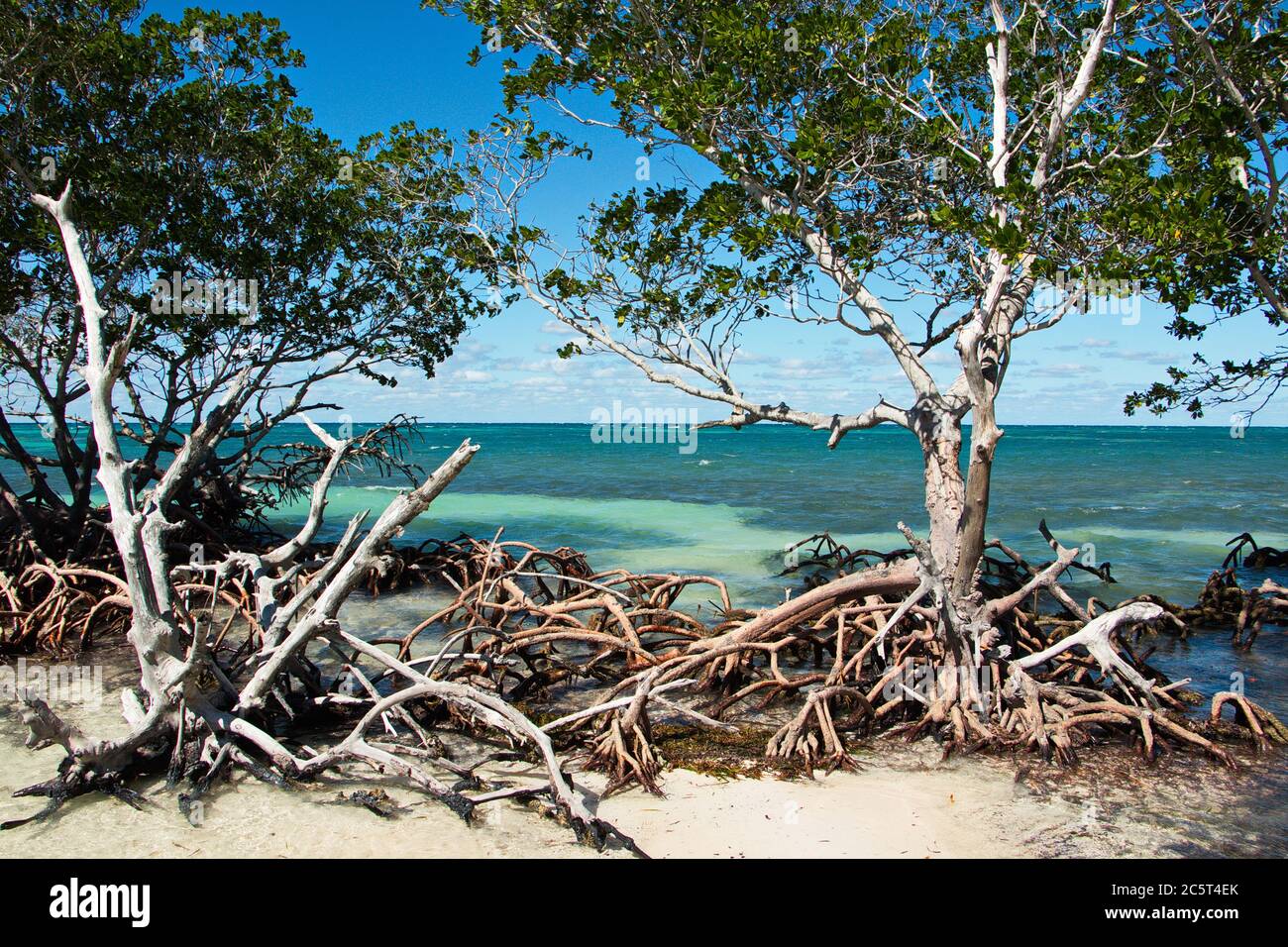 Alberi sulla spiaggia di Cayo Jutia a Cuba, Caraibi, America Foto Stock