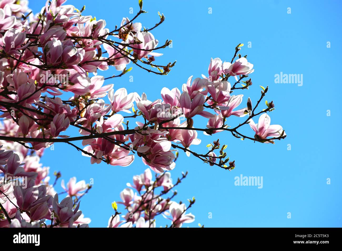 Blühender Magcolienbaum (Magcolia Kobus) vor blauem Himmel Foto Stock