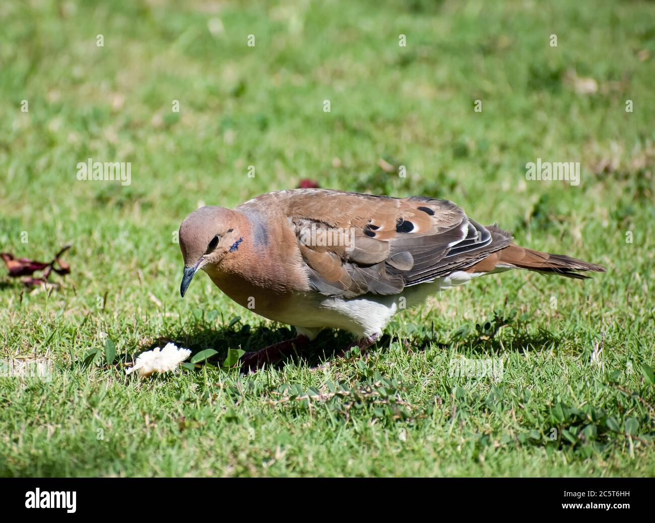 Una colomba zenaida aurita con piume marroni, nere e bianche. L'uccello è seduto sull'erba e guarda giù ad un pezzo di pane o di cibo. Foto Stock