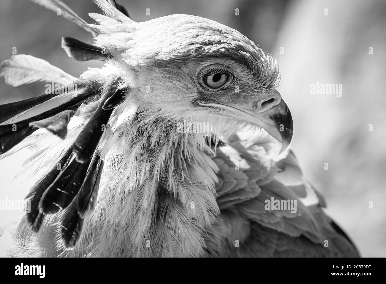 Primo piano di un uccello segretario africano di preda testa girato primo piano in scala di grigi bianco e nero Foto Stock