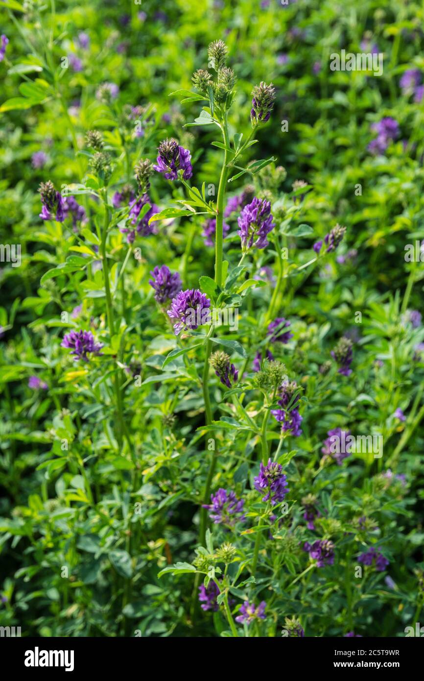 Fioritura Alfalfa / Lucerna (Medicago sativa) raccolto - sud-Touraine, Francia. Foto Stock