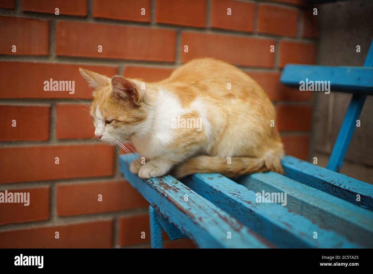 Gatto zenzero seduto su una panchina di legno blu vicino a un muro di mattoni rossi. Foto Stock