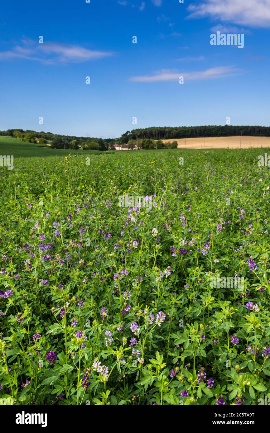 Paesaggio agricolo con campo di Alfalfa, o Lucerna - sud-Touraine, Francia. Foto Stock