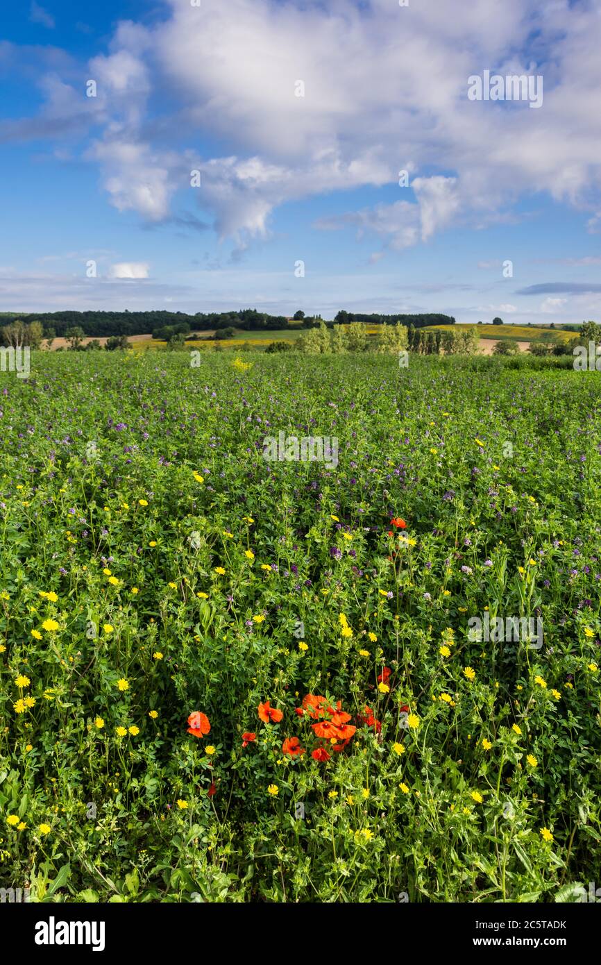 Paesaggio agricolo con campo di Alfalfa, o Lucerna - sud-Touraine, Francia. Foto Stock