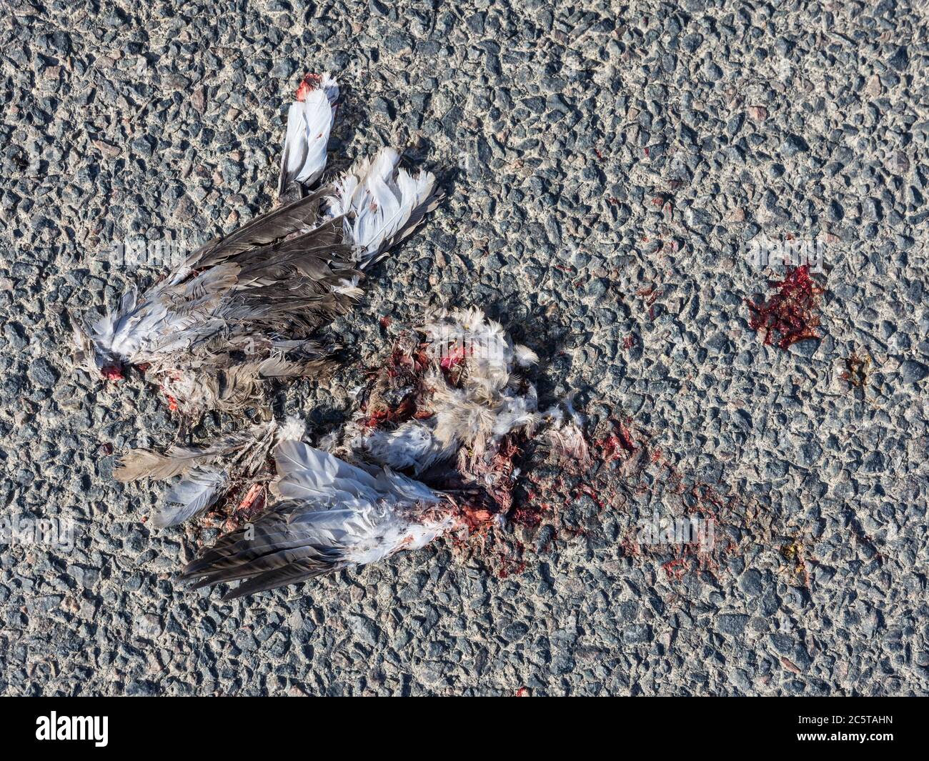 Piccione morto su strada. Foto Stock
