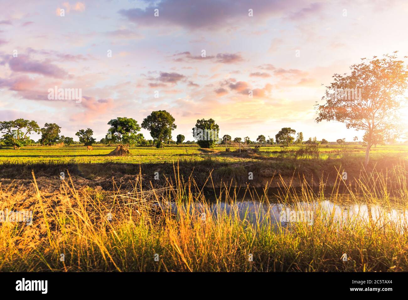 Campo e cielo in ore d'oro. Foto Stock