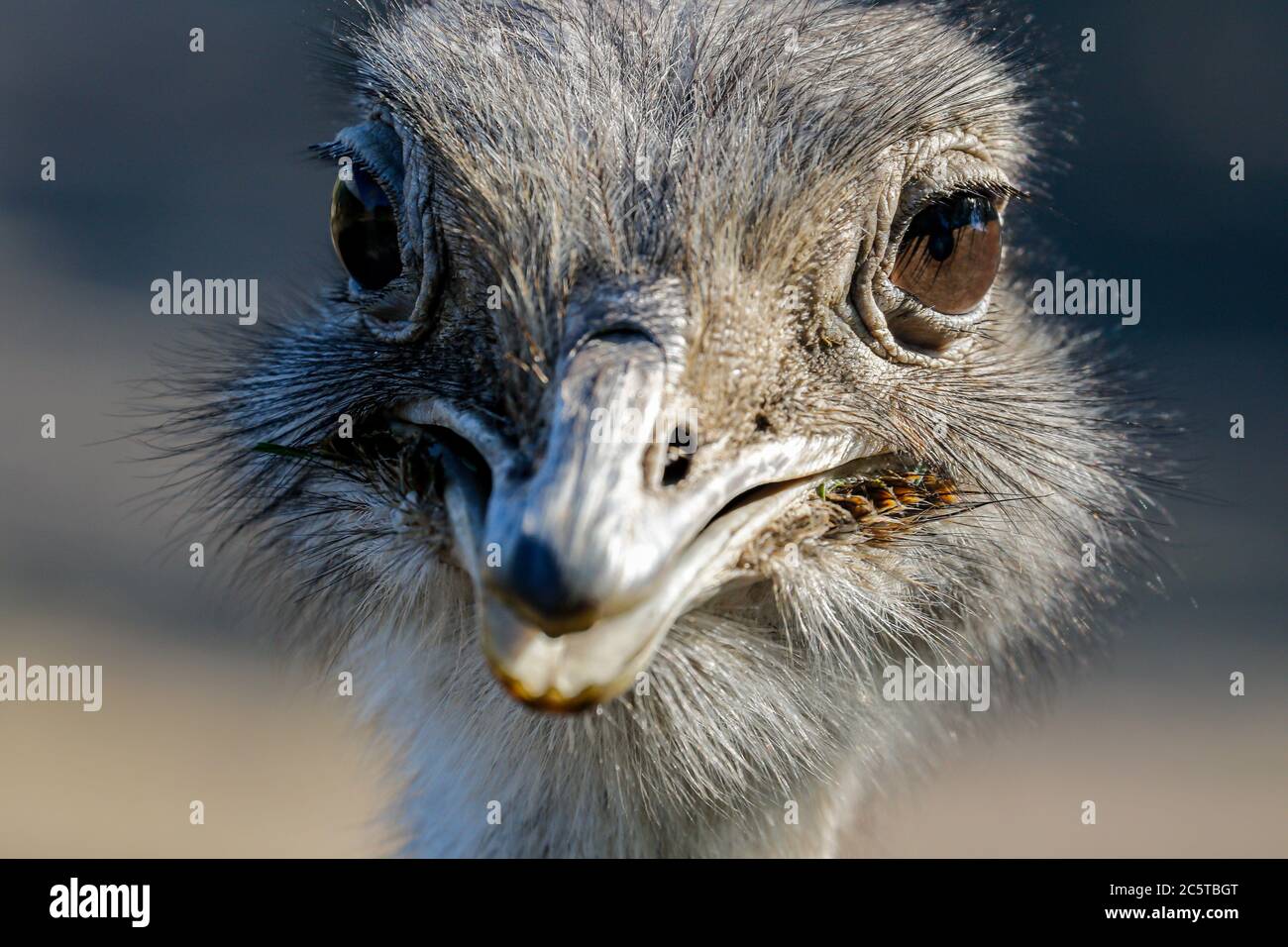 Colpo di testa di un uccello nandoe sudamericano Rhea pennata di Darwin Foto Stock