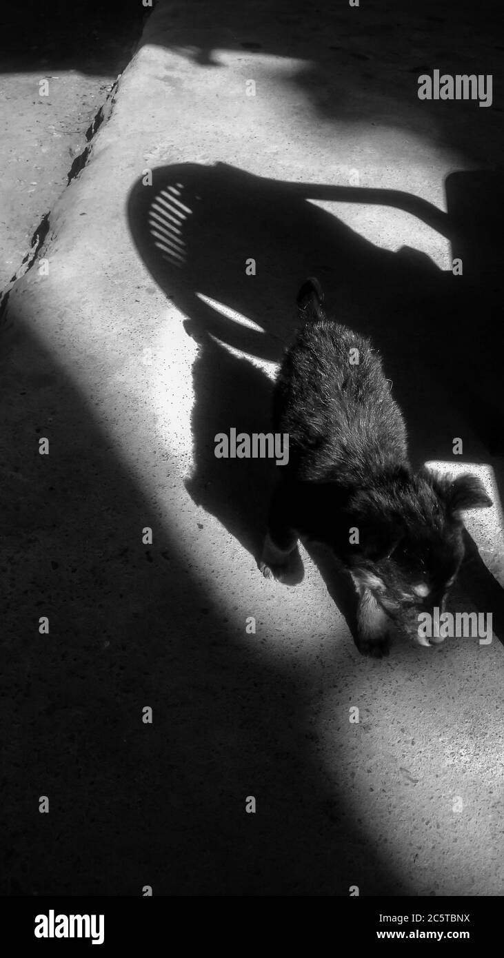 Foto astratta di un cucciolo che cammina tra le ombre Foto Stock