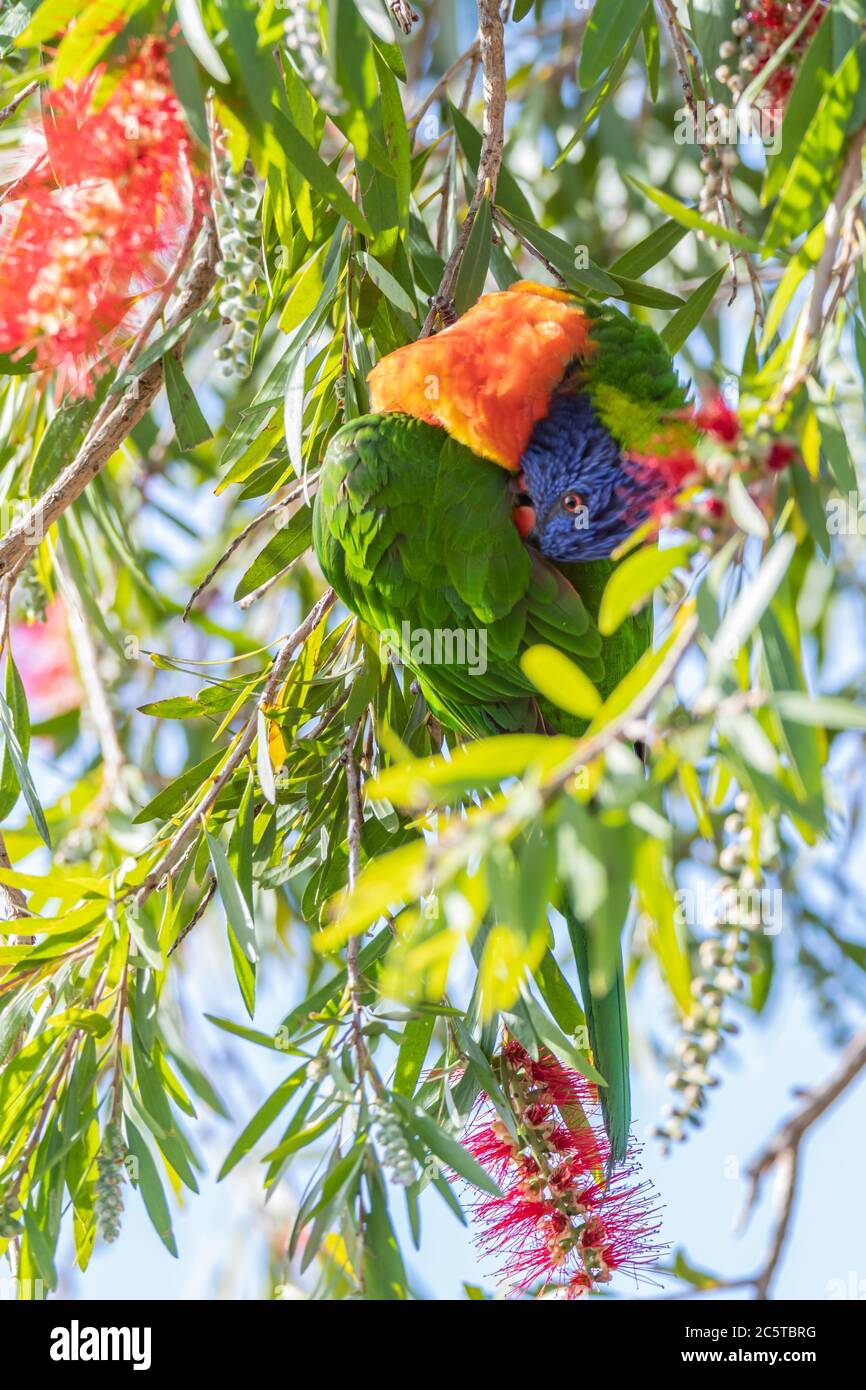 Arcobaleno Lorikeet in bottiglia pennello albero, Woy Woy, NSW, Australia. Foto Stock