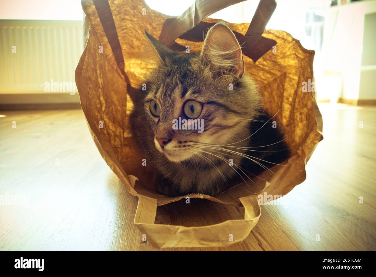 gatto domestico comodo all'interno di una borsa di carta Foto Stock