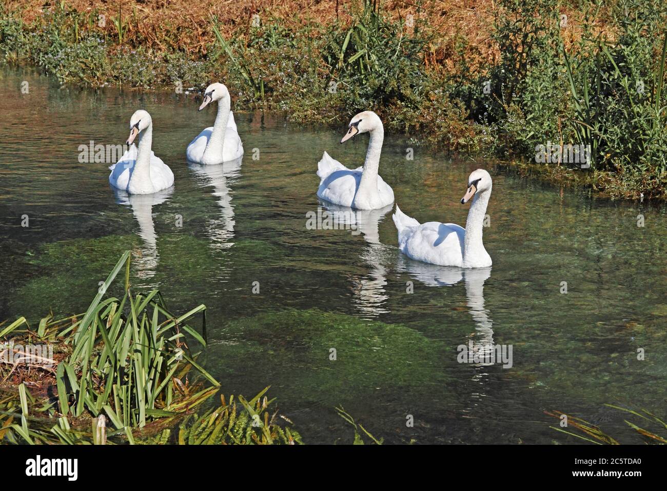 i cigni nuotano in un piccolo fiume limpido Foto Stock
