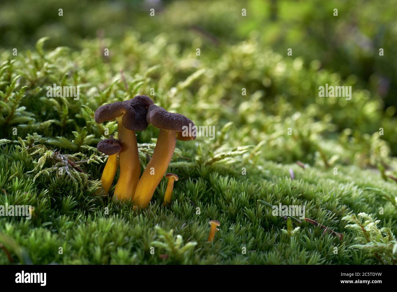 Funghi commestibili Craterellus tubaeformis in foresta di abete umido. Conosciuto anche come Yellowfoot, fungo invernale, o Funnel Chanterelle. Fungo nel muschio. Foto Stock