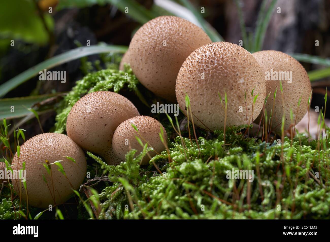 Funghi commestibili Lycoperdon piriforme nella faggeta. Conosciuto anche come palla di puffball a forma di pera o palla di puffball di moncone. Funghi sul legno. Foto Stock