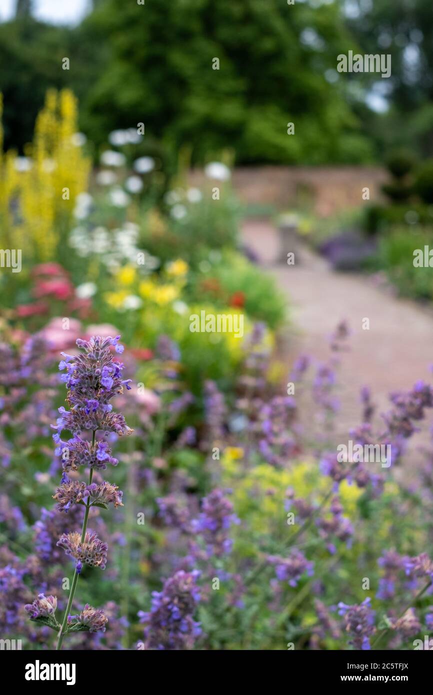 Colorato confine erbaceo nello storico giardino murato presso l'Eastcote House Gardens, nel comune di Hillingdon, Londra, Regno Unito Foto Stock