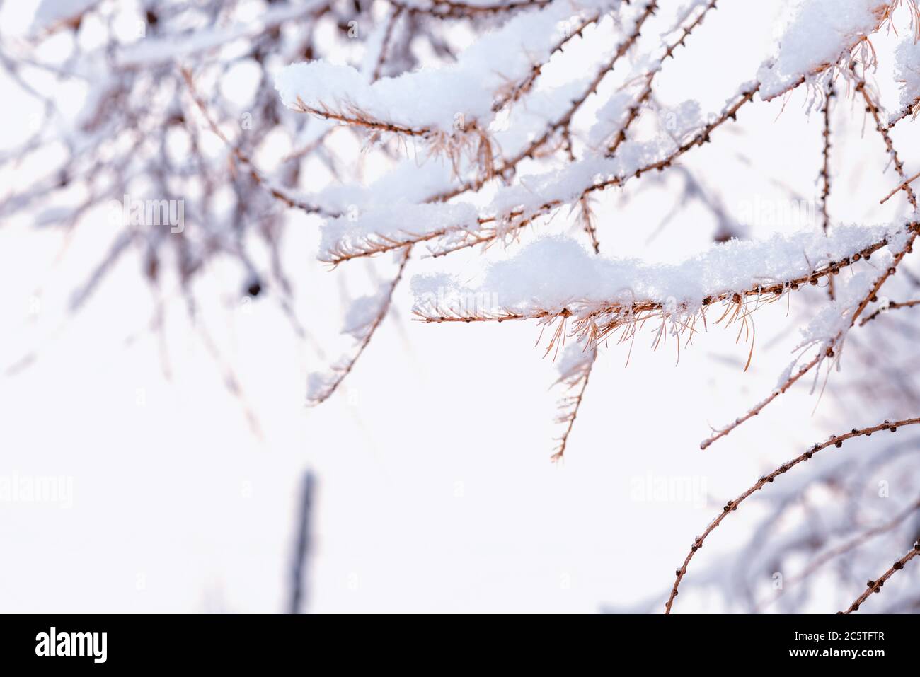 Primo piano di rami coperti con Snow.Tree Branch nella neve Stock Foto..sfondo di rami di albero nella neve. Foto Stock