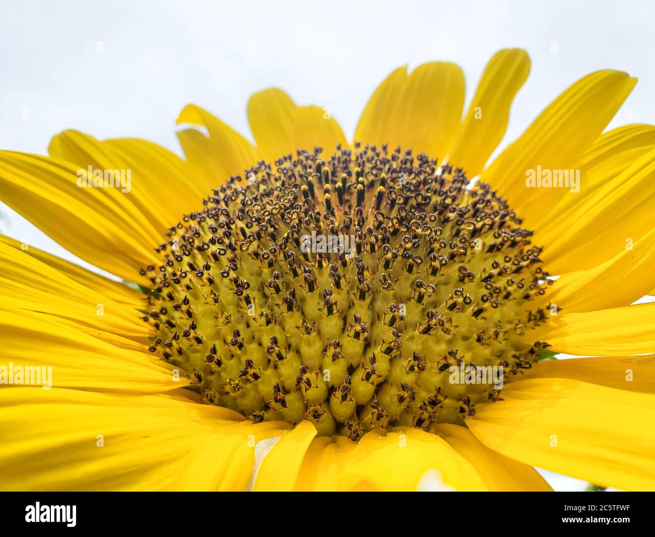 Isolato primo piano di dettagli girasole estate su sfondo luminoso, macro natura Foto Stock