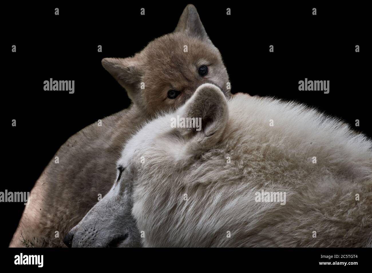 Carino lupo artico che si nasconde dietro la testa della madre e guardando la macchina fotografica (Canis lupus arctos) Foto Stock