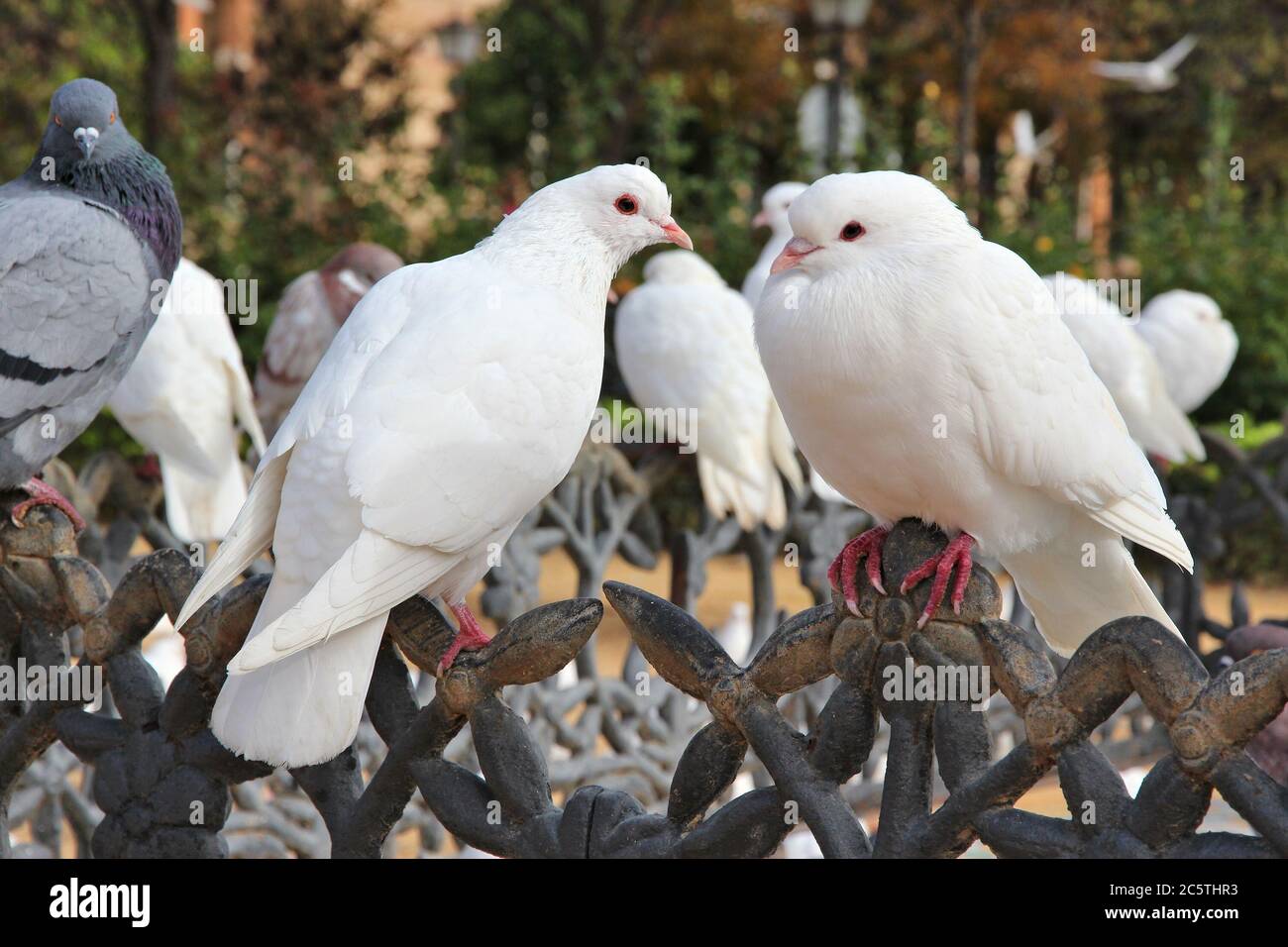 Città colombe in Spagna. Piccioni urbani di Siviglia. Foto Stock
