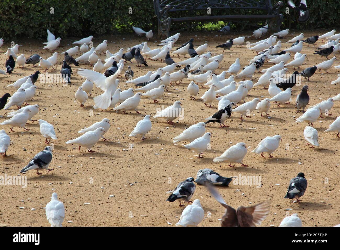Città colombe in Spagna. Piccioni urbani di Siviglia. Foto Stock