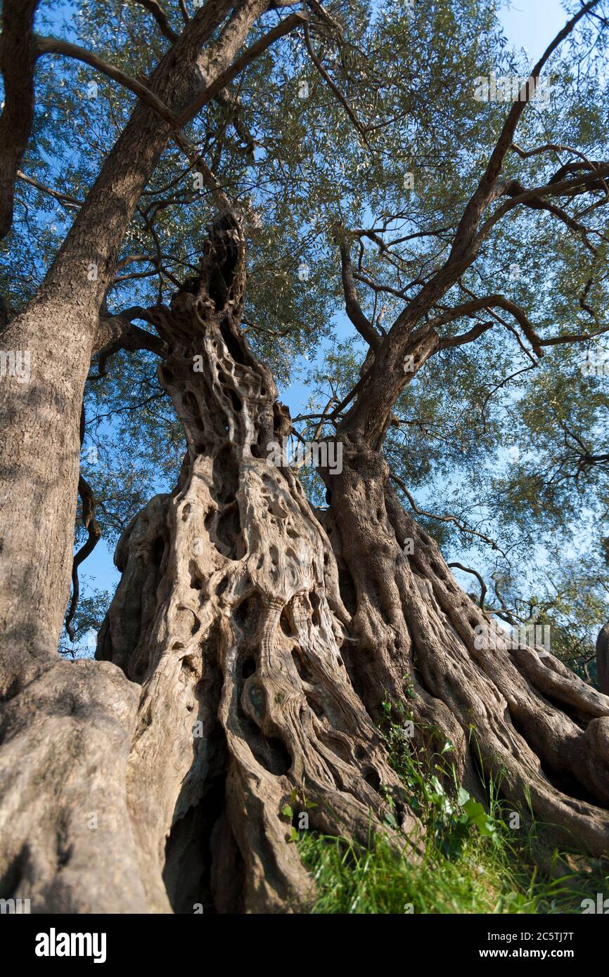 olivo secolare Foto Stock