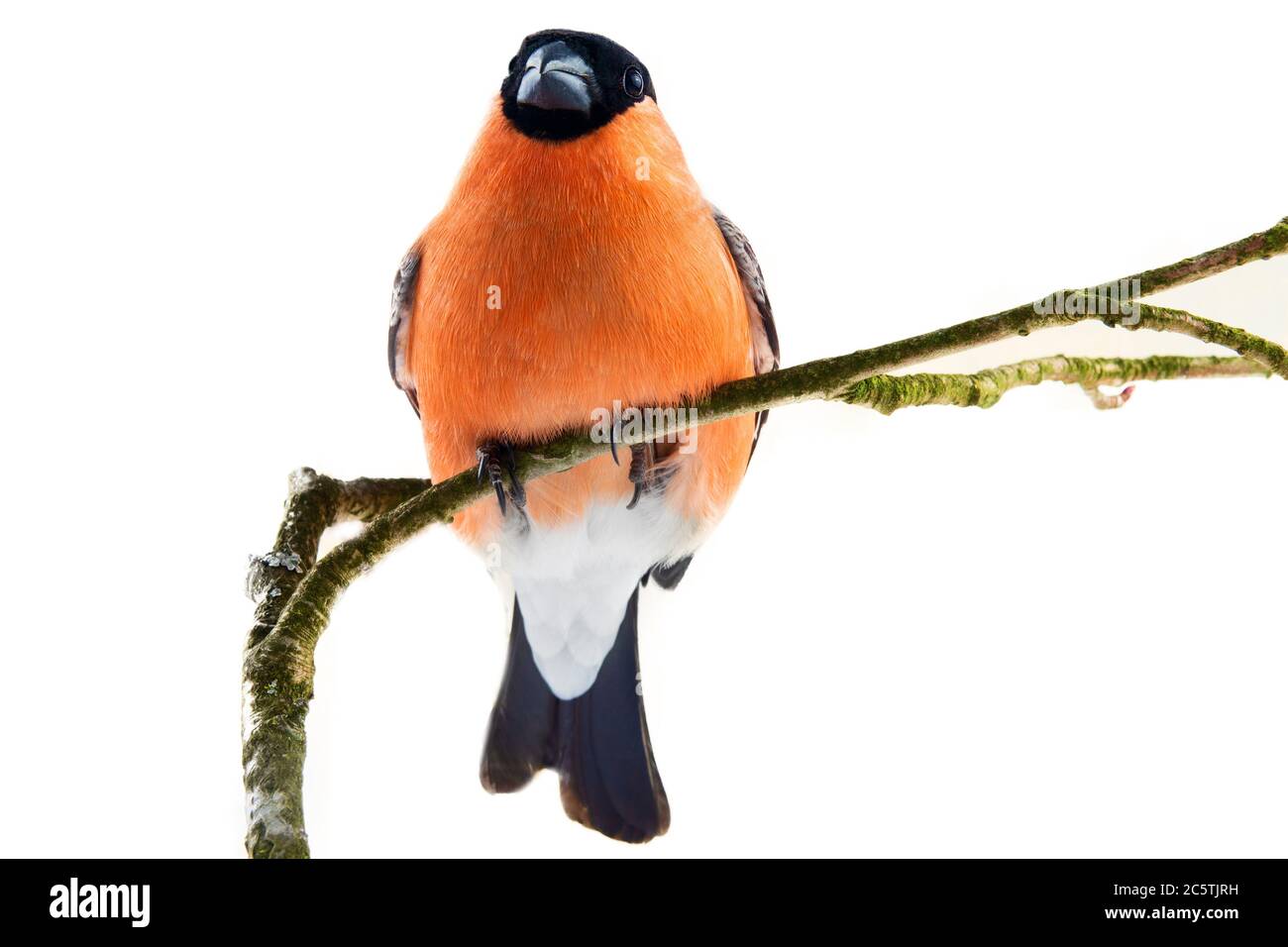 Il magnifico Bullfinch rosso (Snowbird, Pyrrhula pirrhula, maschio) in primavera che alleva piumaggio è un uccello preferito della gente nel Nord d'Europa. Porta Foto Stock
