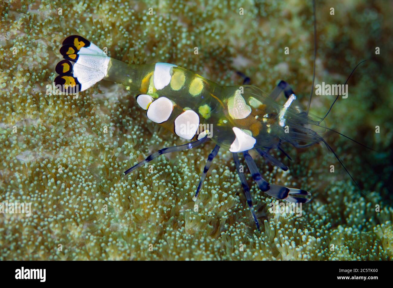 Peacock-tail Anemone Shrimp, Periclimenes brevicarpalis, Sabora dive sito, Bangka Island, nord Sulawesi, Indonesia, Oceano Pacifico Foto Stock