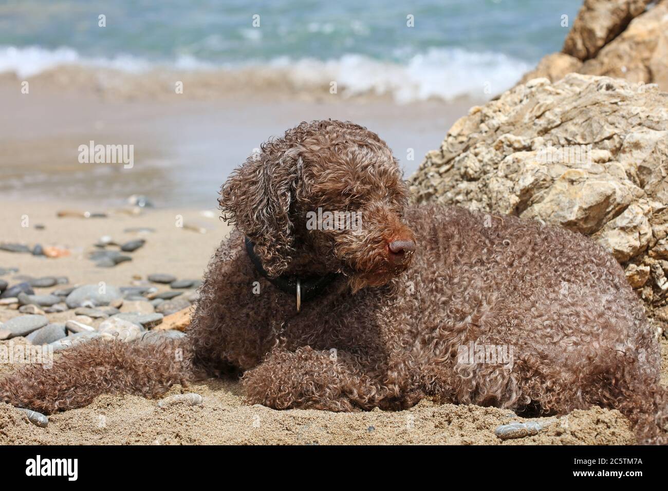 Lagotto romagnolo seduta sulla spiaggia di kserokambos creta isola estate covid-19 stagione stampa di alta qualità Foto Stock