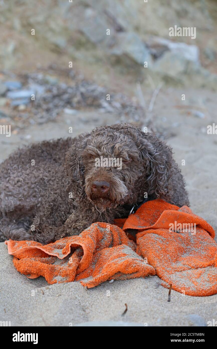 Lagotto romagnolo seduta sulla spiaggia di kserokambos creta isola estate covid-19 stagione stampa di alta qualità Foto Stock