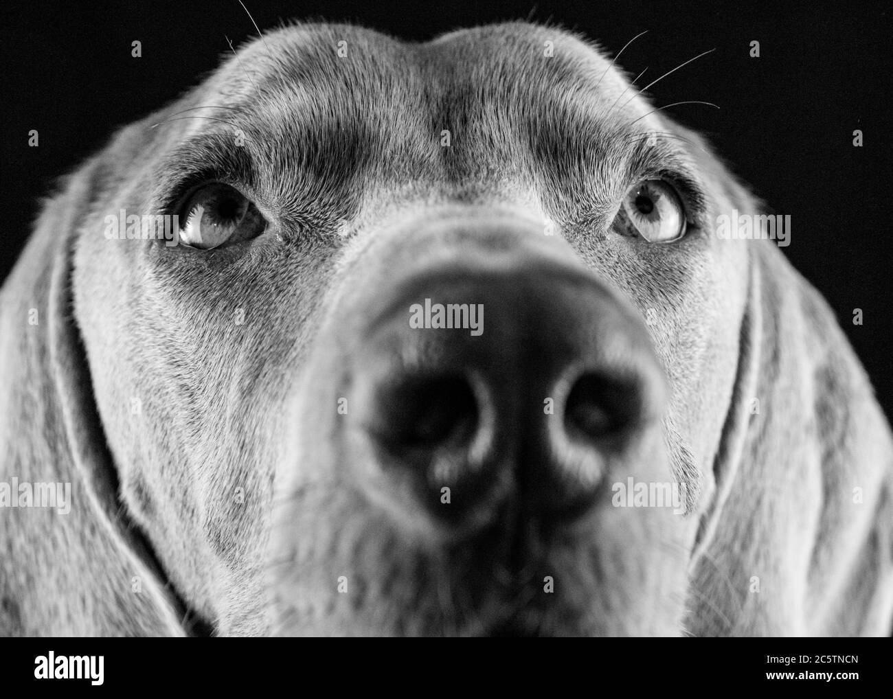 Weimaraner - Studio Dog Ritratti. Foto Stock