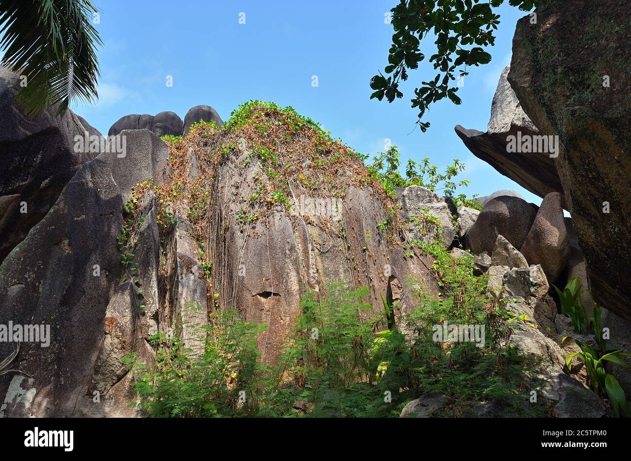 Seychelles scenario. I massi di granito sono stati formati durante il Precambrian circa 750 milioni di anni fa. La Digue Foto Stock