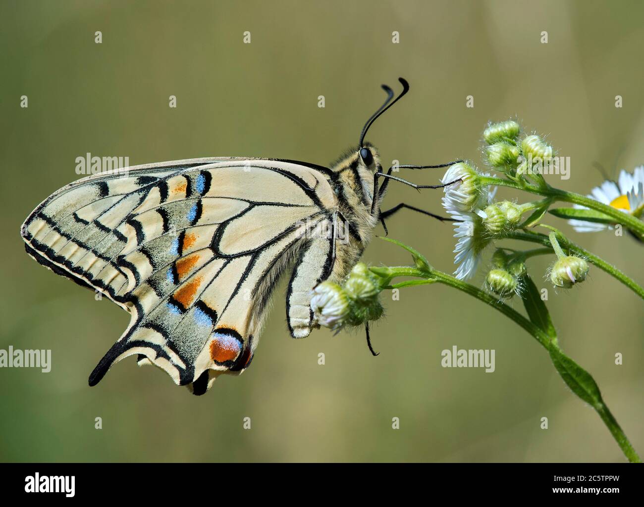 Old World Swallowtail (Papilio machaon), Svizzera Foto Stock