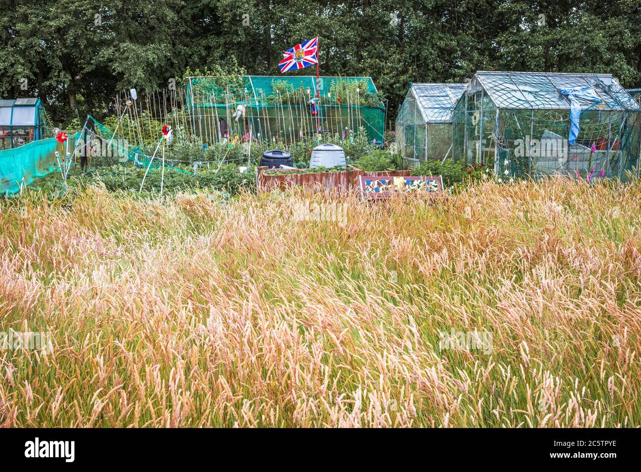Plot 88, Eglinton Growers Allotments, Kilwinning, Ayrshire, Scozia, Regno Unito Foto Stock
