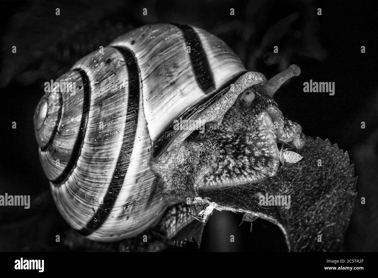Lumaca da giardino che è un insetto di gastro mollusco con una shell nera e bianca immagine monocromatica Foto Stock